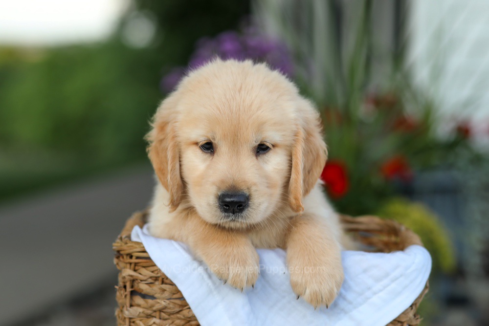 Cooper Image of Cooper, a Golden Retriever puppy