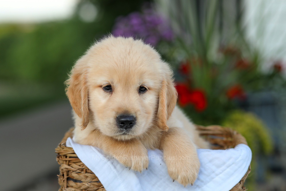 Cooper Image of Cooper, a Golden Retriever puppy