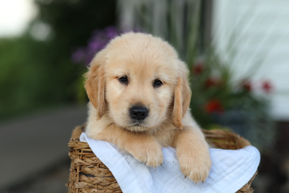 Cooper Image of Cooper, a Golden Retriever puppy