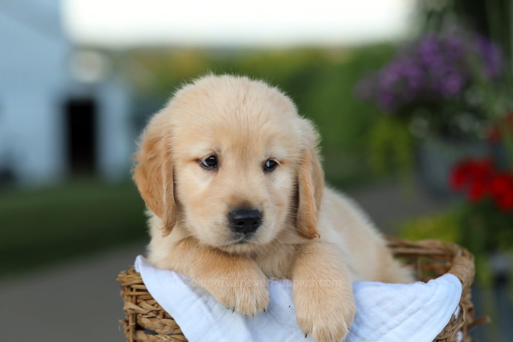 Cooper Image of Cooper, a Golden Retriever puppy