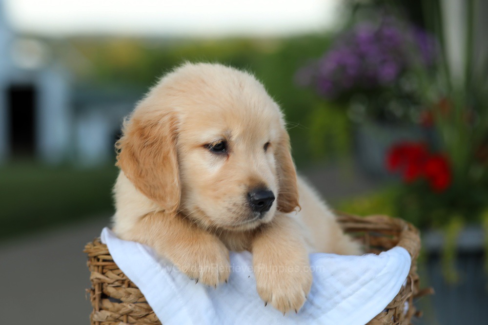 Cooper Image of Cooper, a Golden Retriever puppy