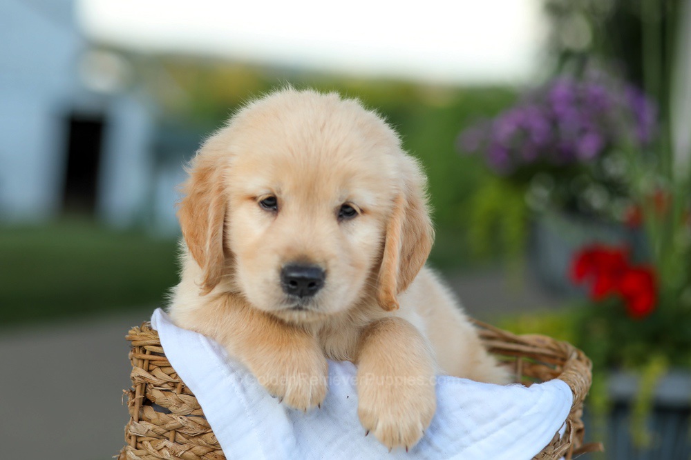Cooper Image of Cooper, a Golden Retriever puppy