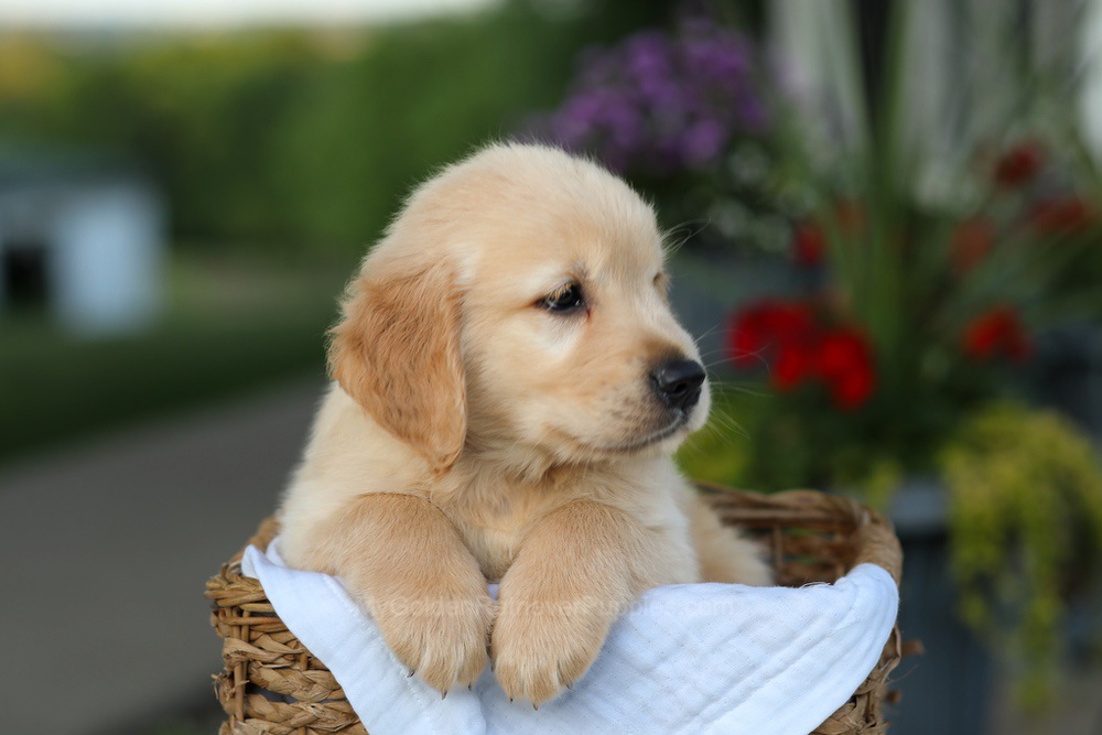 Cooper Image of Cooper, a Golden Retriever puppy