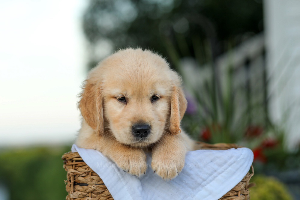 Cooper Image of Cooper, a Golden Retriever puppy