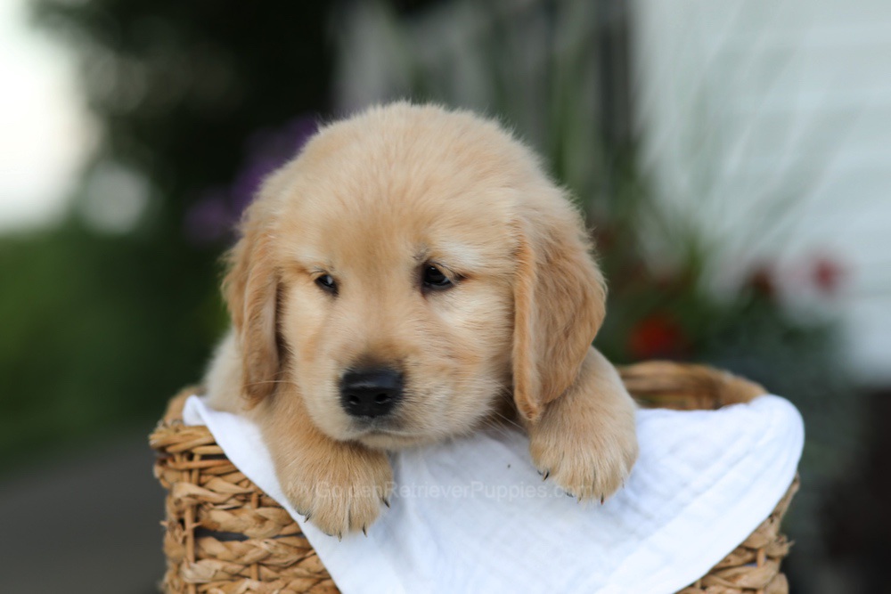 Cooper Image of Cooper, a Golden Retriever puppy