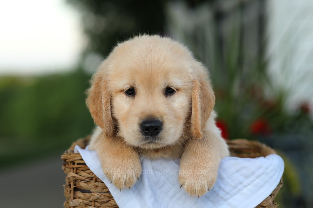 Cooper Image of Cooper, a Golden Retriever puppy