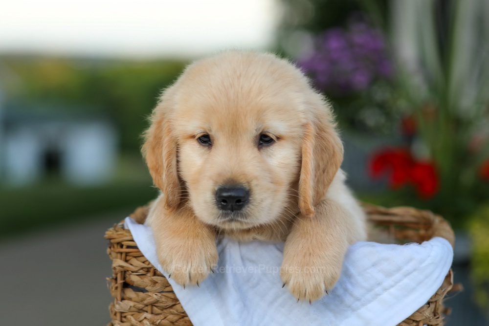 Cooper Image of Cooper, a Golden Retriever puppy