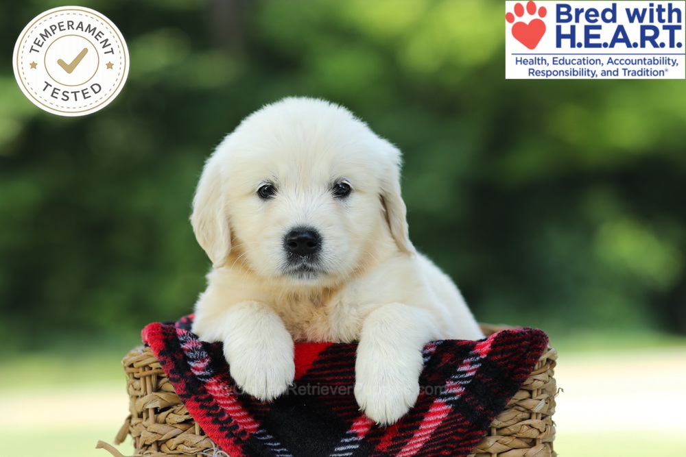 Crystal Image of Crystal, a Golden Retriever puppy