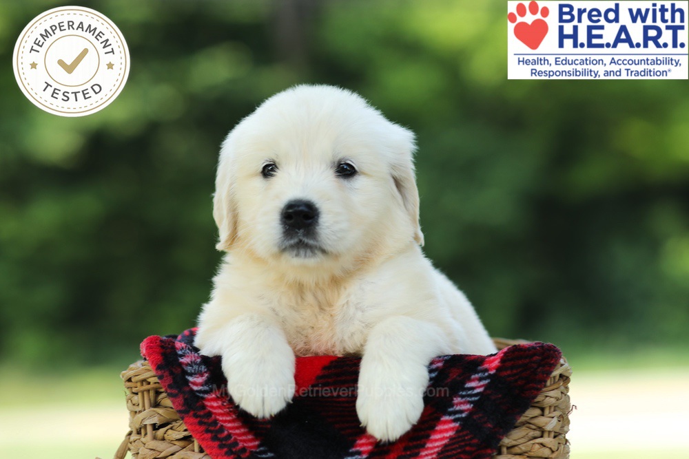 Crystal Image of Crystal, a Golden Retriever puppy