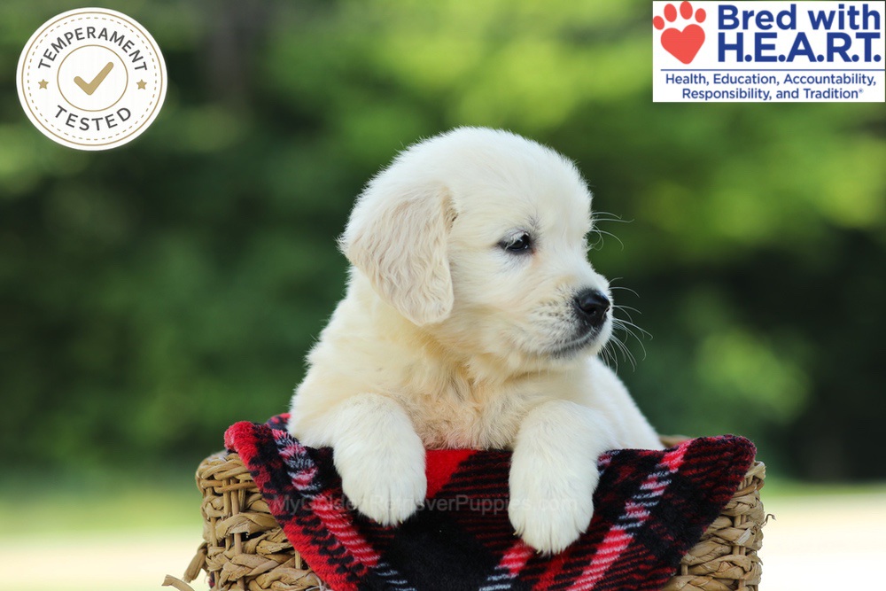 Crystal Image of Crystal, a Golden Retriever puppy