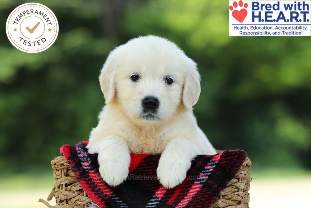 Crystal Image of Crystal, a Golden Retriever puppy