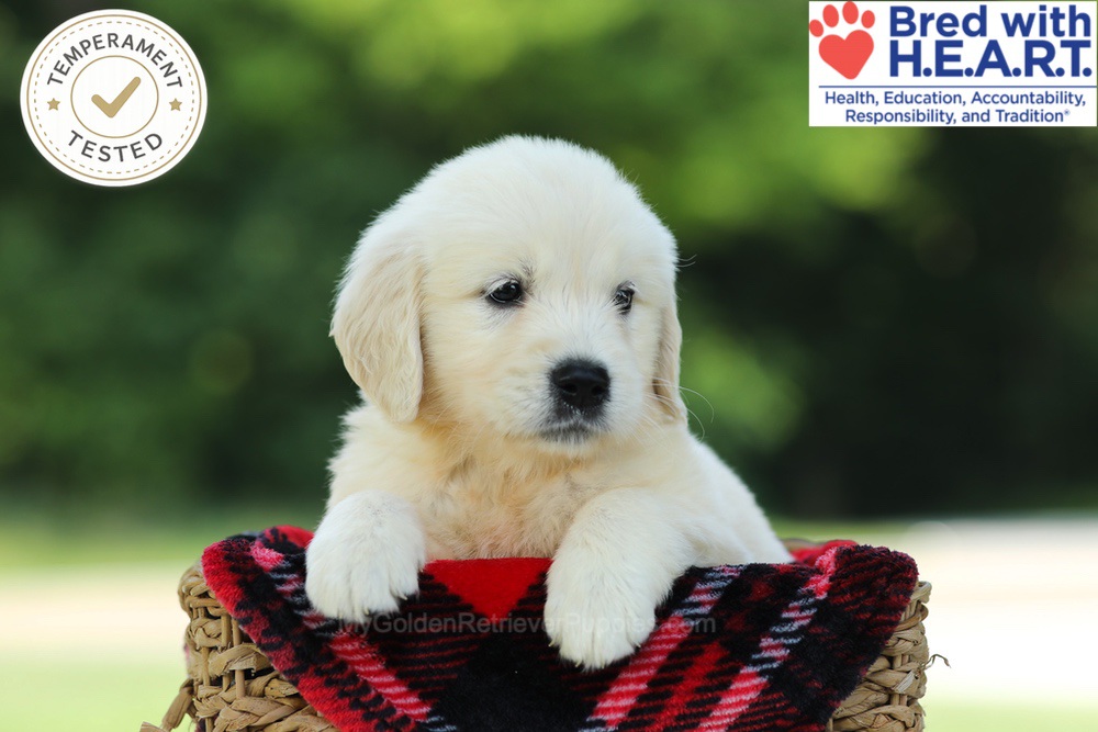Crystal Image of Crystal, a Golden Retriever puppy