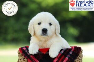 Crystal Image of Crystal, a Golden Retriever puppy