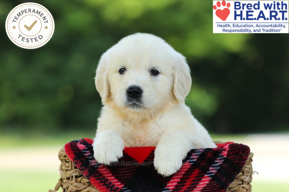 Crystal Image of Crystal, a Golden Retriever puppy