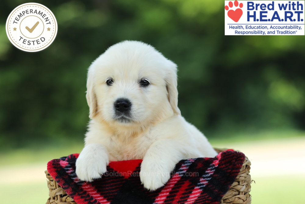 Crystal Image of Crystal, a Golden Retriever puppy