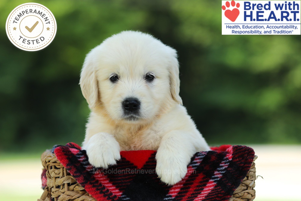Crystal Image of Crystal, a Golden Retriever puppy