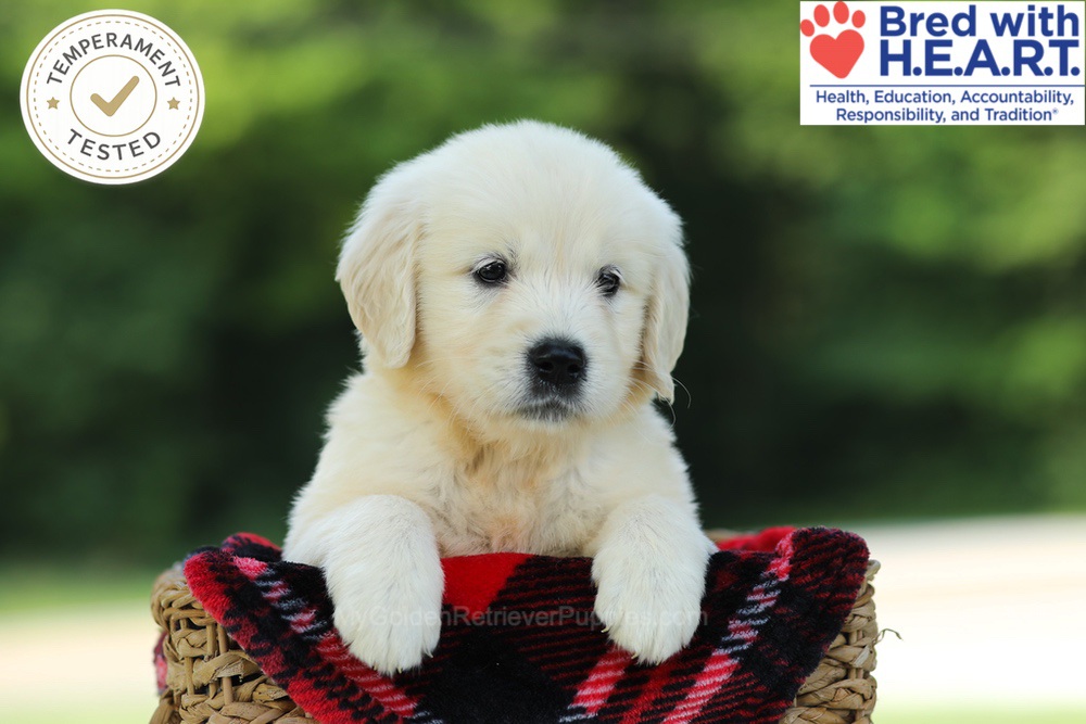 Crystal Image of Crystal, a Golden Retriever puppy