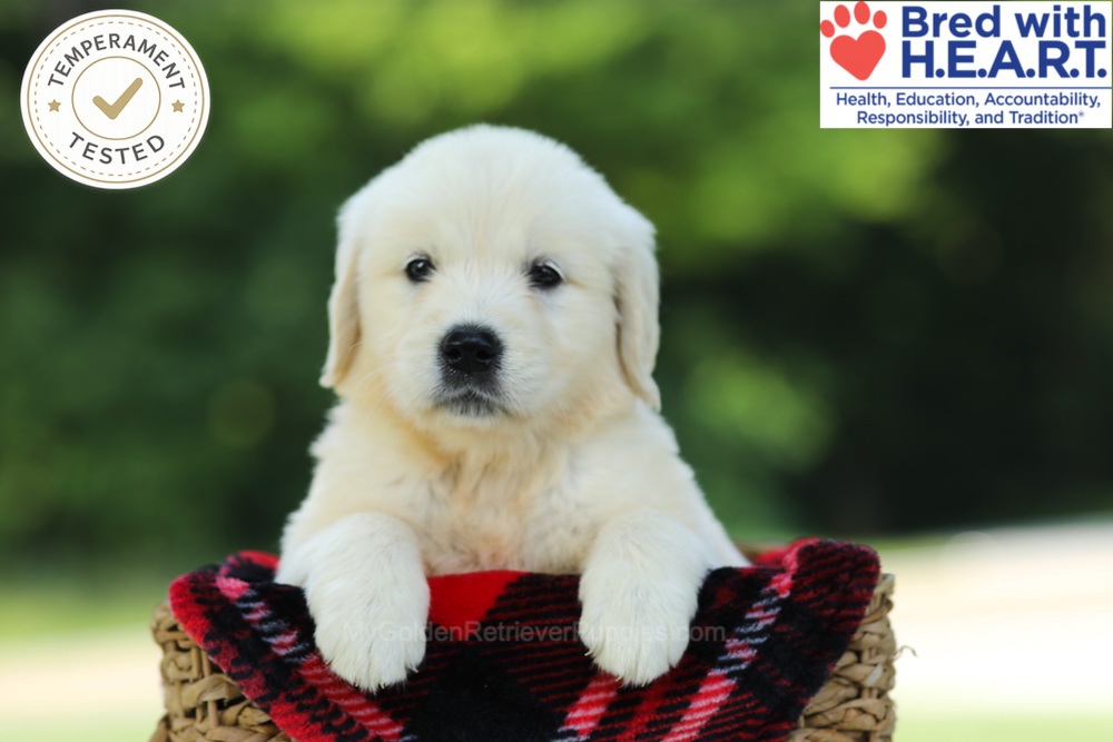 Crystal Image of Crystal, a Golden Retriever puppy