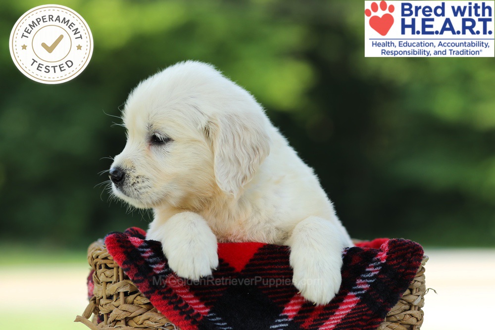 Crystal Image of Crystal, a Golden Retriever puppy
