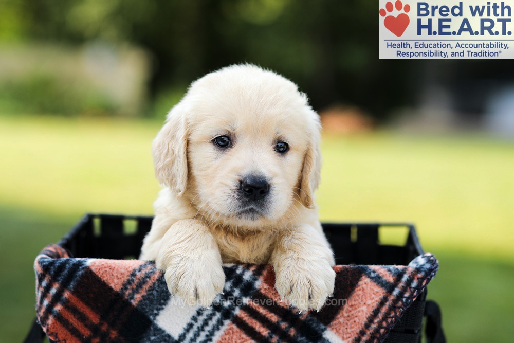 Dahlia Image of Dahlia, a Golden Retriever puppy