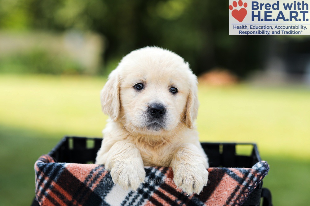 Dahlia Image of Dahlia, a Golden Retriever puppy