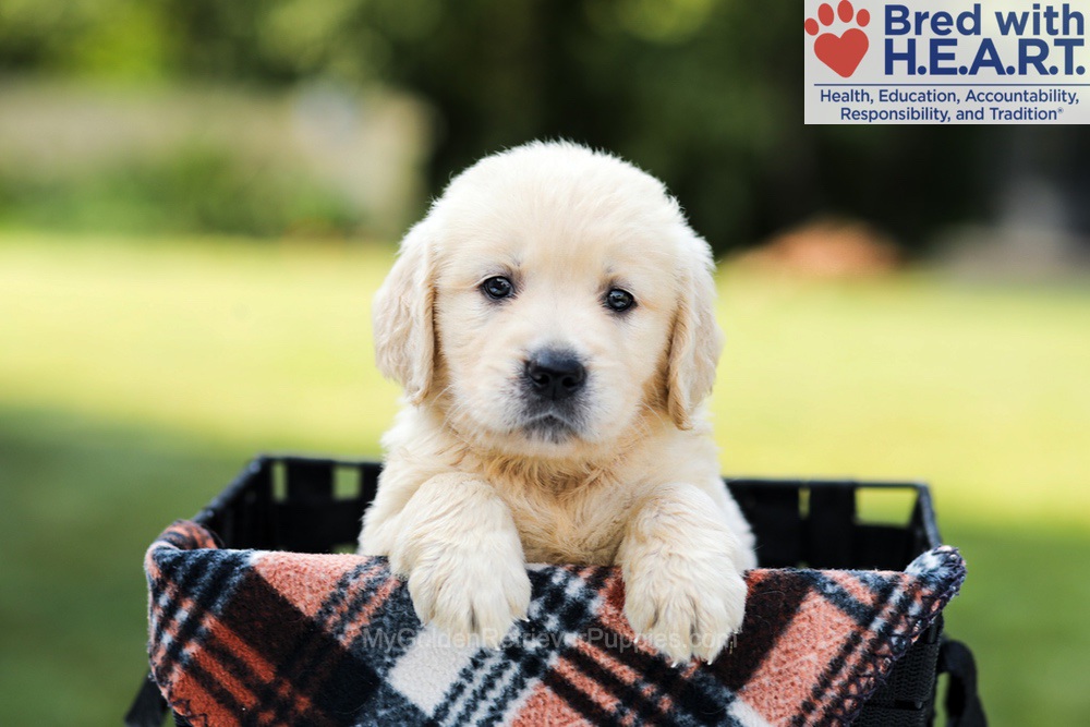 Dahlia Image of Dahlia, a Golden Retriever puppy