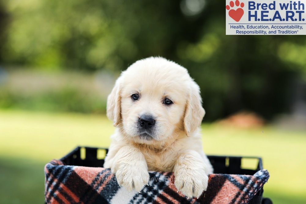 Dahlia Image of Dahlia, a Golden Retriever puppy