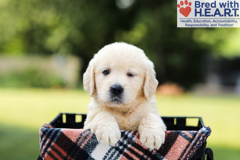 Dahlia Image of Dahlia, a Golden Retriever puppy