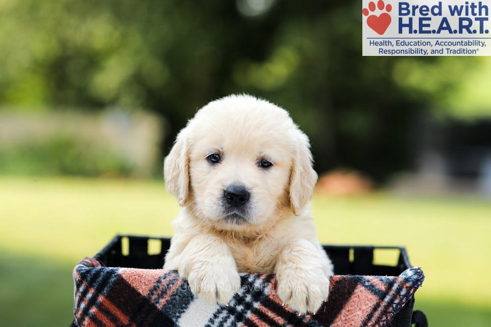 Dahlia Image of Dahlia, a Golden Retriever puppy