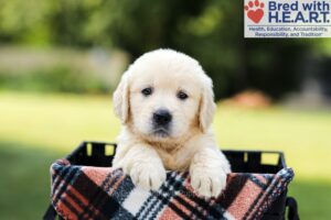 Dahlia Image of Dahlia, a Golden Retriever puppy