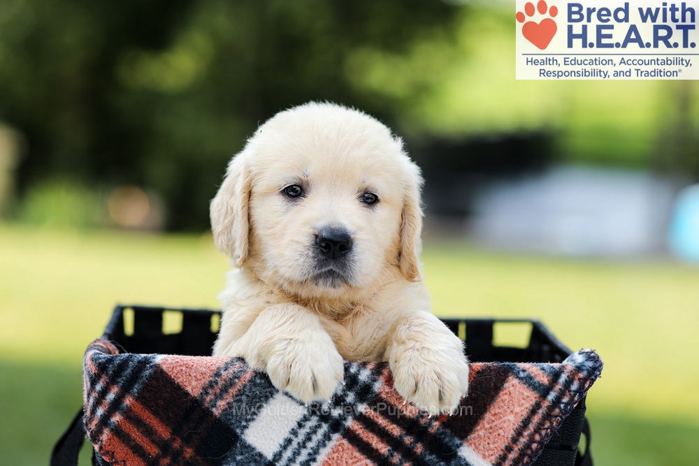Dahlia Image of Dahlia, a Golden Retriever puppy