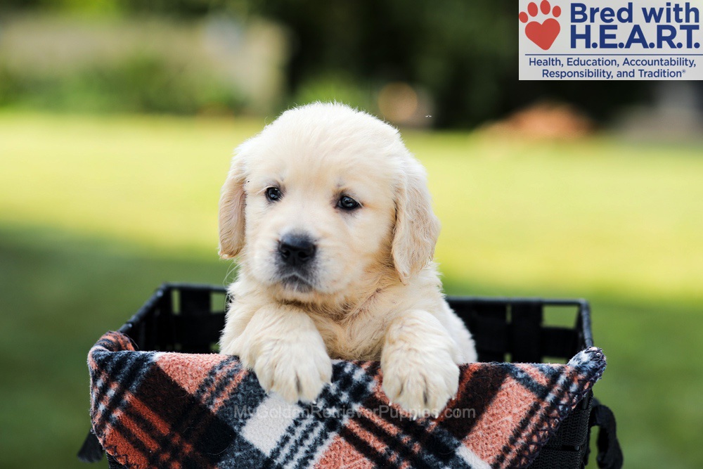 Dahlia Image of Dahlia, a Golden Retriever puppy