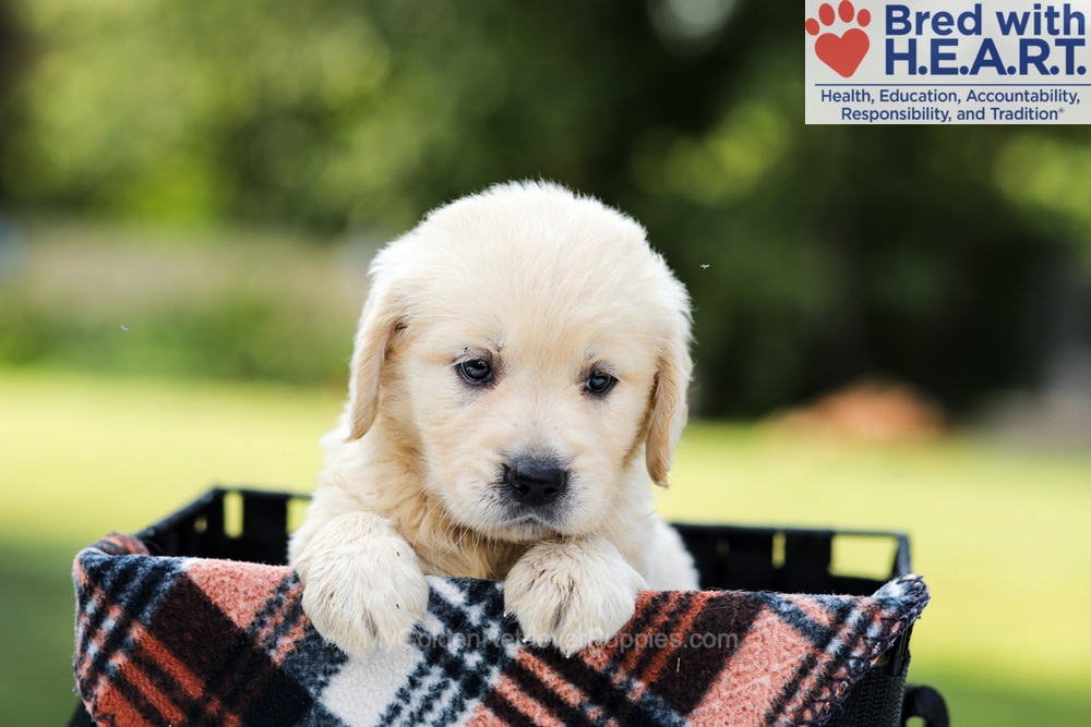 Dahlia Image of Dahlia, a Golden Retriever puppy