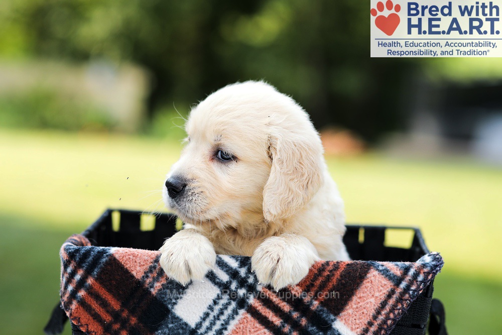 Dahlia Image of Dahlia, a Golden Retriever puppy