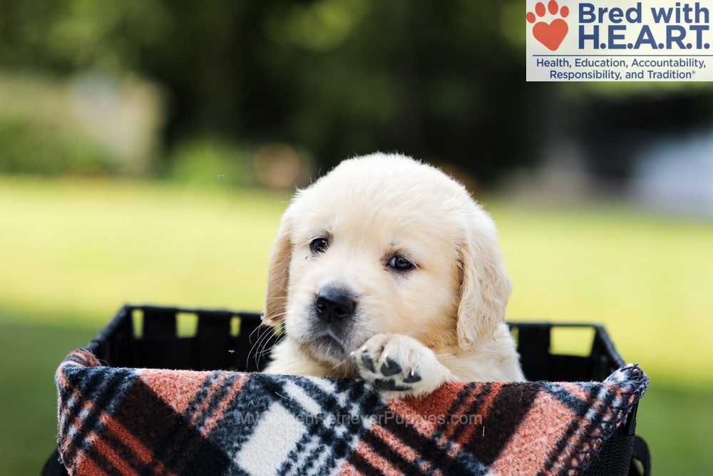 Dahlia Image of Dahlia, a Golden Retriever puppy