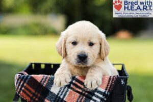 Daisy Image of Daisy, a Golden Retriever puppy