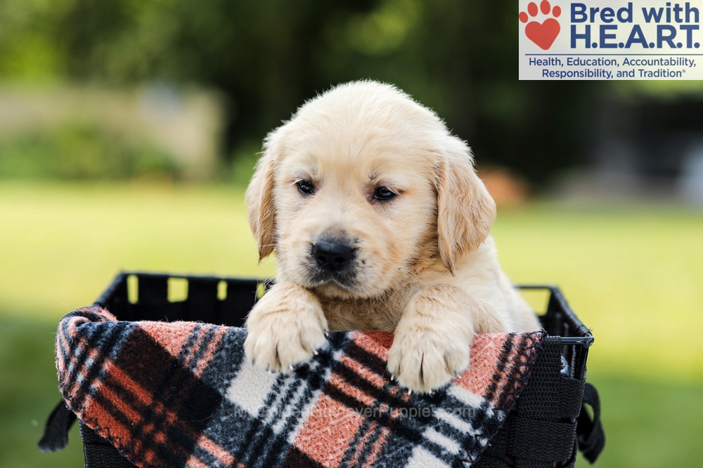 Daisy Image of Daisy, a Golden Retriever puppy