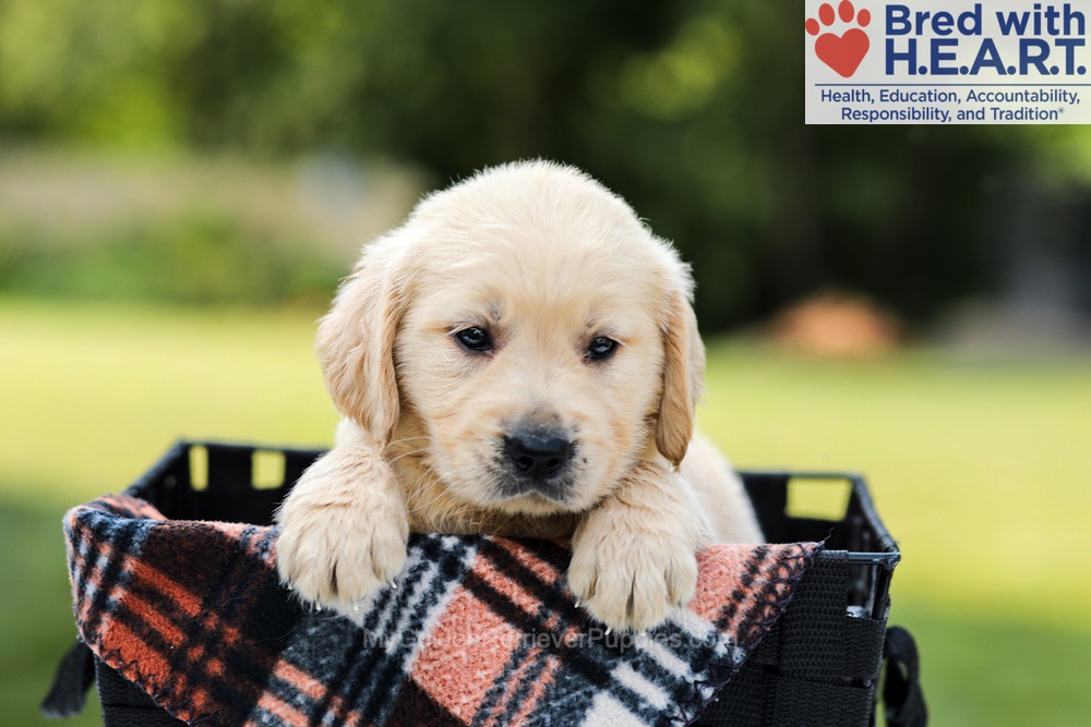 Daisy Image of Daisy, a Golden Retriever puppy