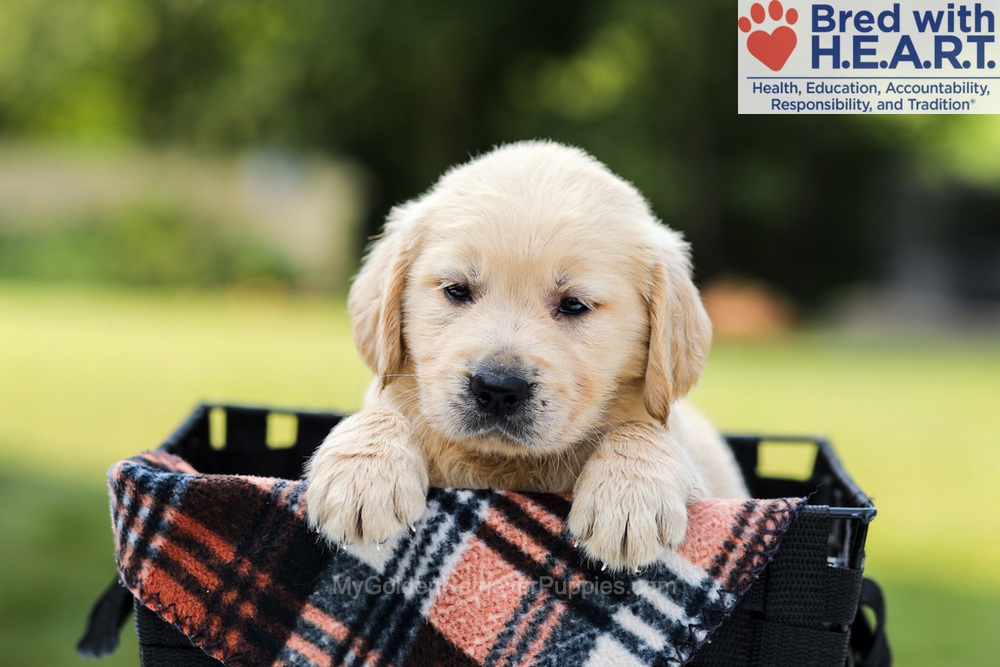 Daisy Image of Daisy, a Golden Retriever puppy