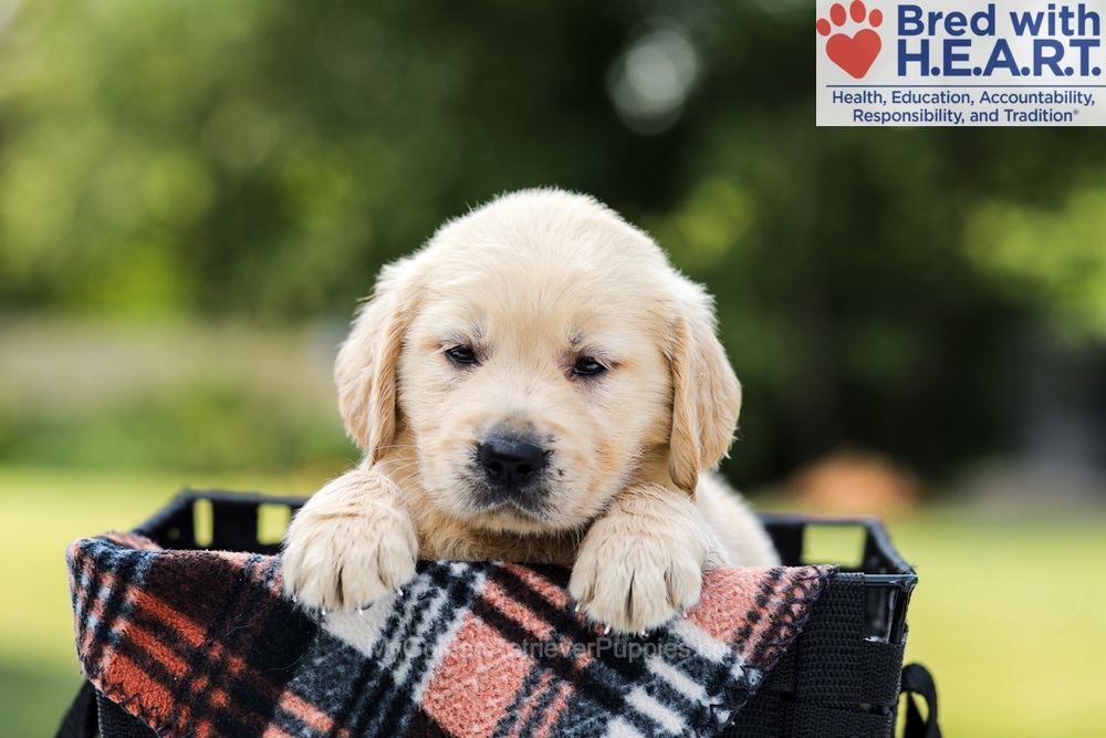 Daisy Image of Daisy, a Golden Retriever puppy