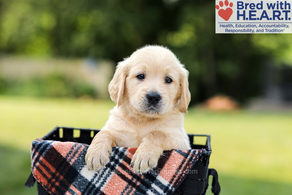 Danny Image of Danny, a Golden Retriever puppy