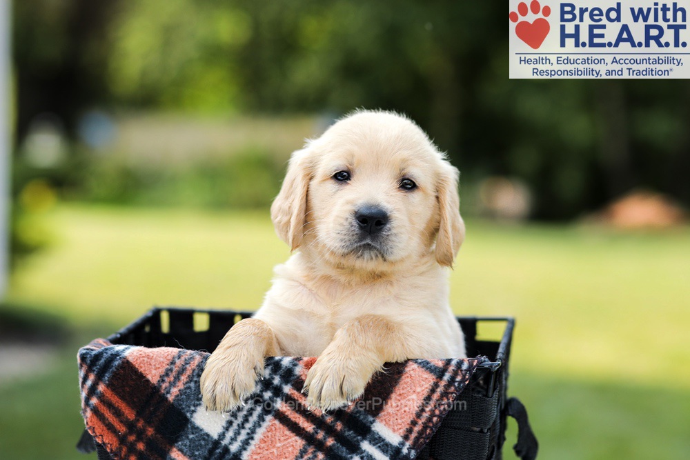 Danny Image of Danny, a Golden Retriever puppy