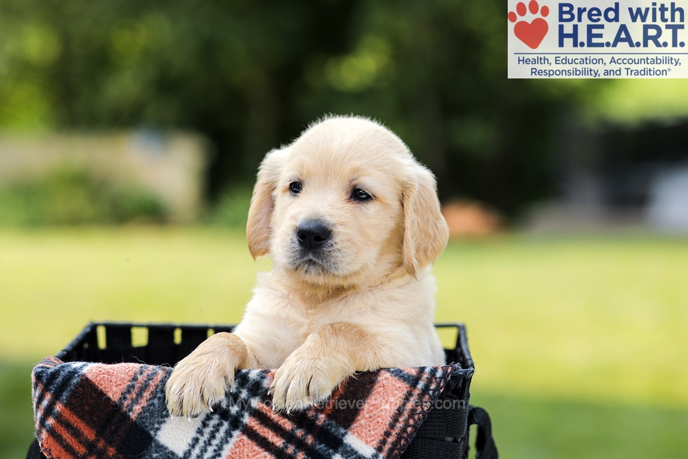 Danny Image of Danny, a Golden Retriever puppy