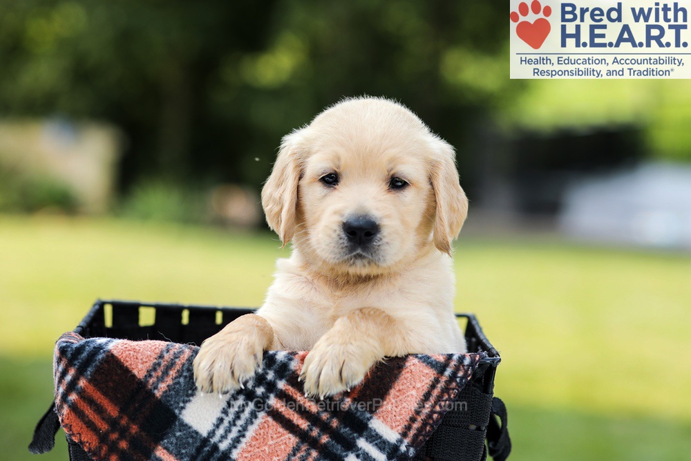 Danny Image of Danny, a Golden Retriever puppy