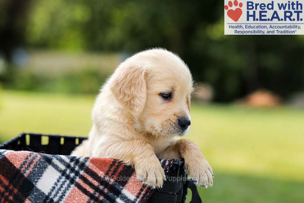 Danny Image of Danny, a Golden Retriever puppy