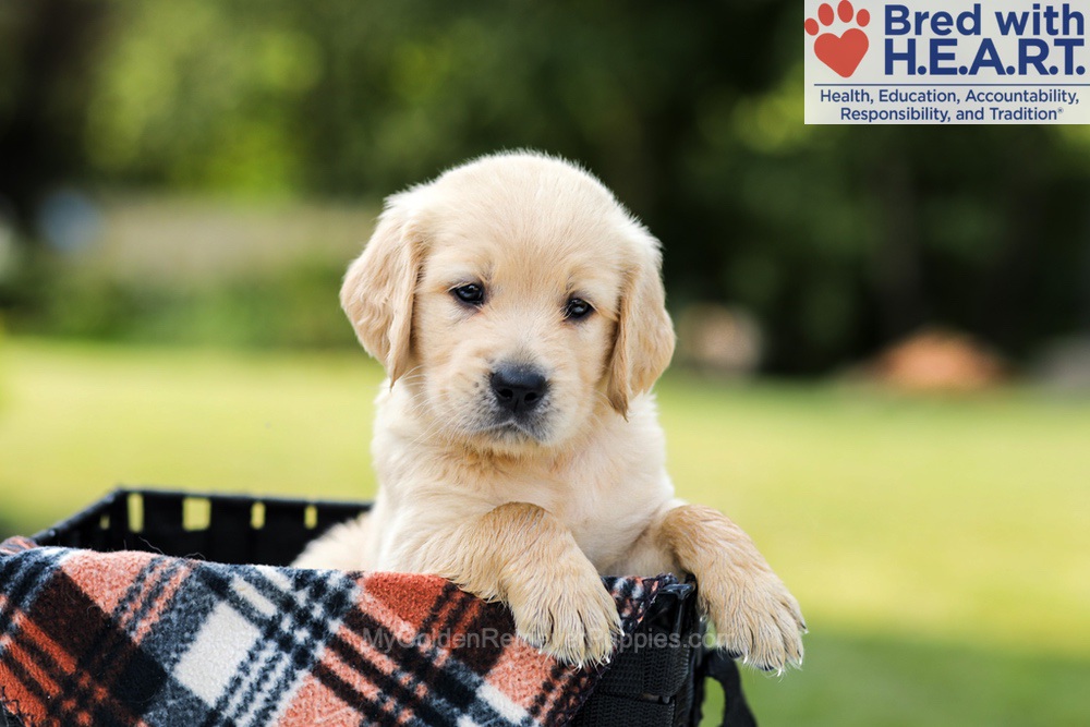 Danny Image of Danny, a Golden Retriever puppy