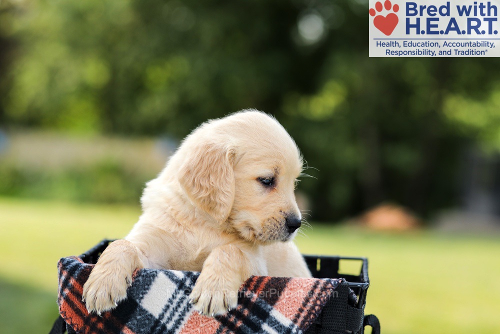 Danny Image of Danny, a Golden Retriever puppy