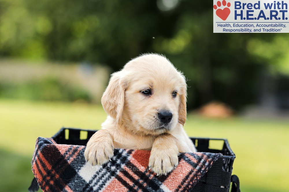 Danny Image of Danny, a Golden Retriever puppy