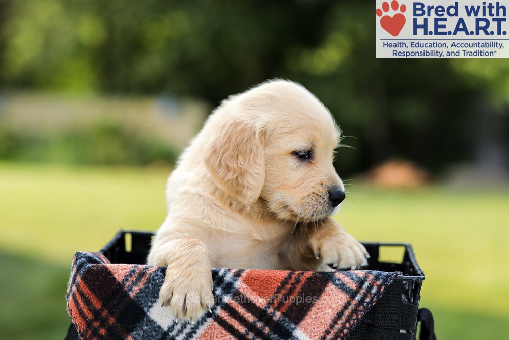 Danny Image of Danny, a Golden Retriever puppy