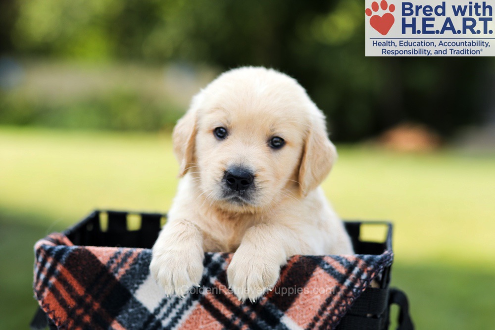 Dash Image of Dash, a Golden Retriever puppy